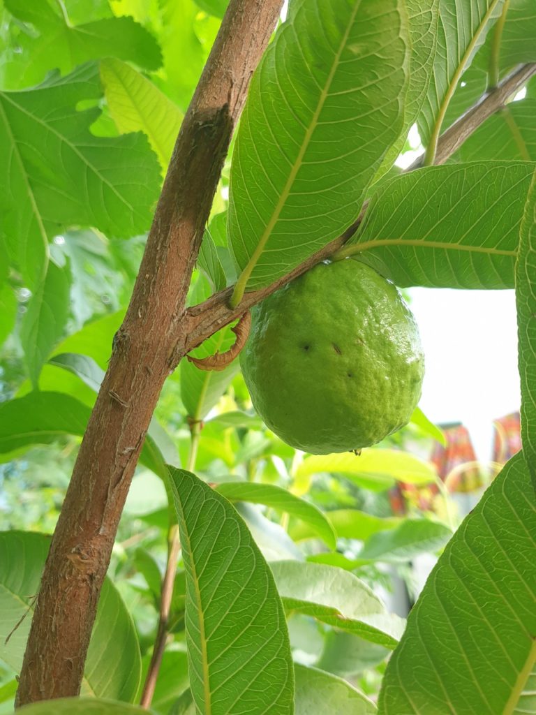 guava, fruits, tree
